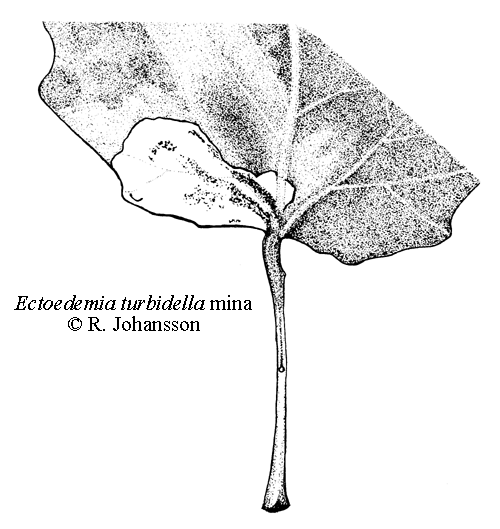Silverpoppelsdvärgmal Ectoedemia turbidella