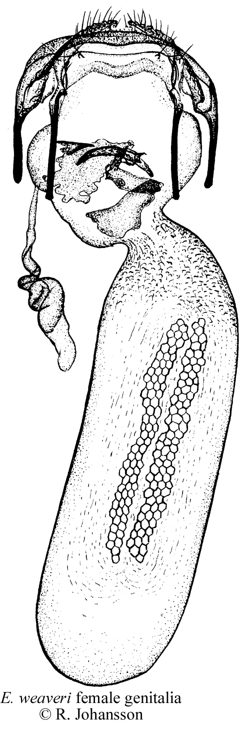 Lingondvrgmal Ectoedemia weaveri