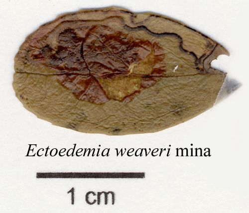 Lingondvärgmal Ectoedemia weaveri