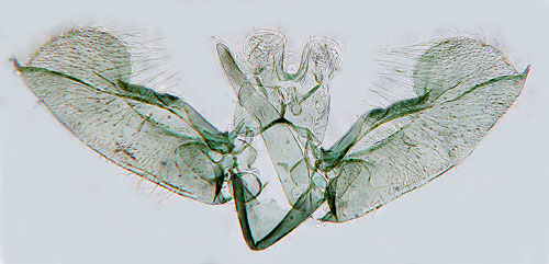 Tuvsvminerarmal Elachista albidella