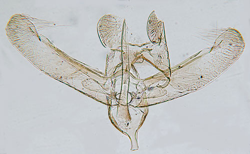 Spetspunktgrsminerarmal Elachista apicipunctella