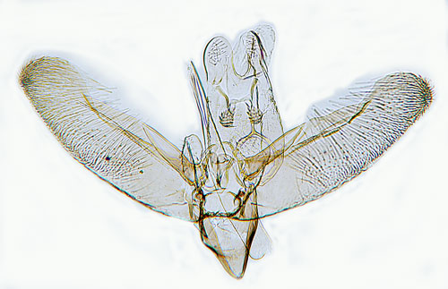 ngsullminerarmal Elachista eleochariella