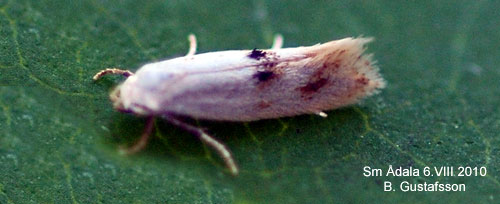 R�rflenminerarmal Elachista maculicerusella