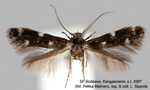 Fgelstarrsgrsmal Elachista ornithopodella