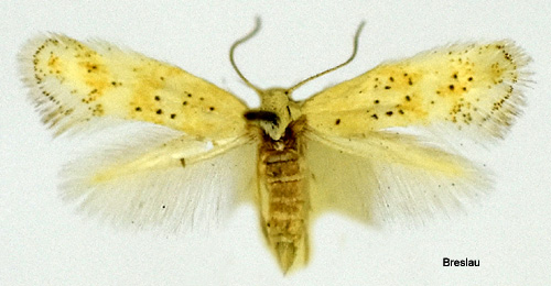 Pollengräsmal Elachista pollinariella