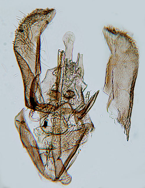 Lagggrsminerarmal Elachista serricornis