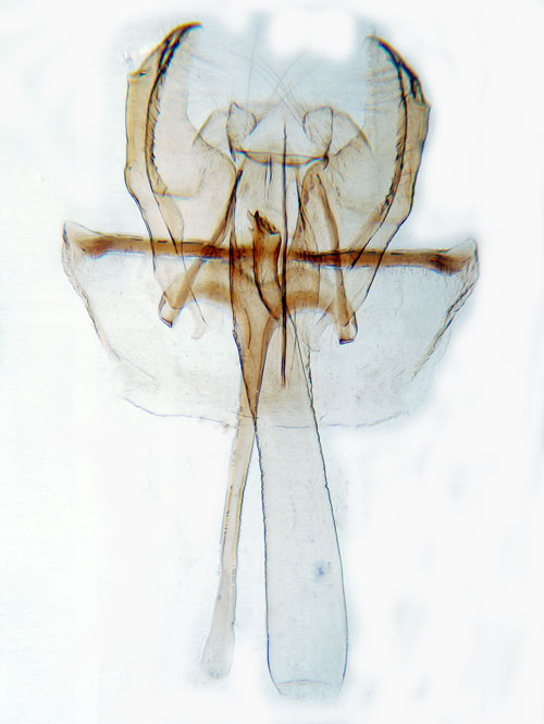 Tallbarksmal Elatobia fuliginosella