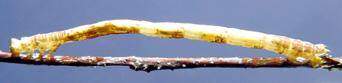 Hasself�ltm�tare Electrophaes corylata