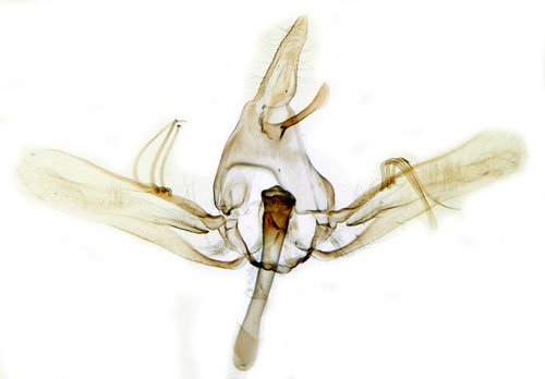 Näckrosmott Elophila nymphaeata