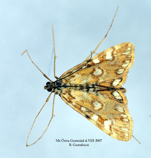 N�ckrosmott Elophila nymphaeata