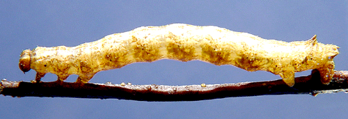 Nordisk ringm�tare Elophos vittaria