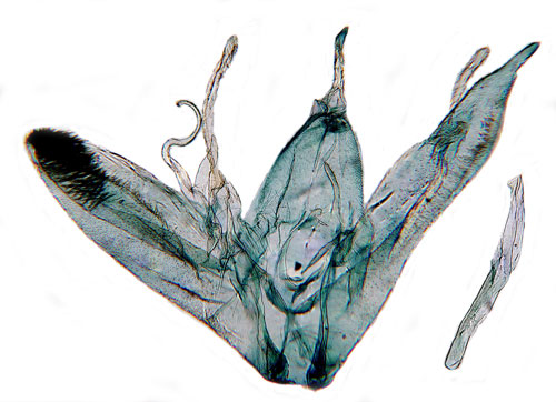 Åkervindefjädermott Emmelina monodactyla