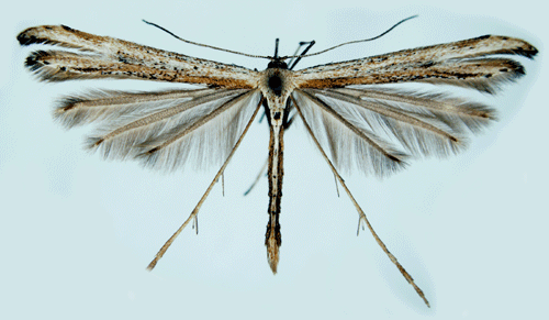 Gr�brunt vindefj�dermott Emmelina monodactyla