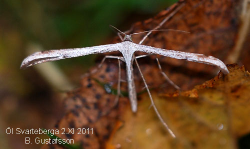 Gr�brunt vindefj�dermott Emmelina monodactyla