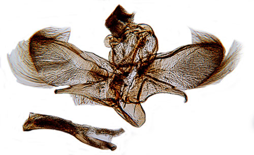 Krattmott Endotricha flammealis