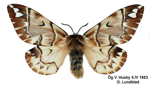 Skäckspinnare Endromis versicolora
