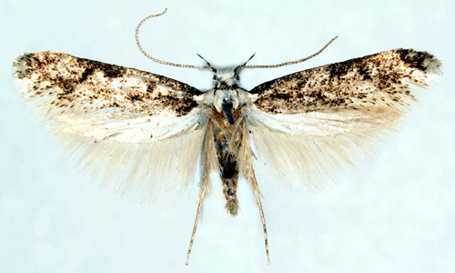 Vithuvad skr�pmal Endrosis sarcitrella