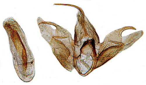 Smalvingad skrmmal Epermenia chaerophyllella