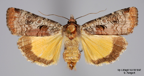 Gråvattrat bandfly Epilecta linogrisea