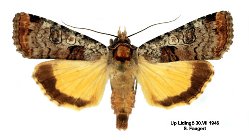 Gråvattrat bandfly Epilecta linogrisea