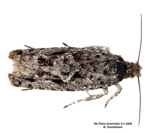 Smal videvecklare Epinotia crenana