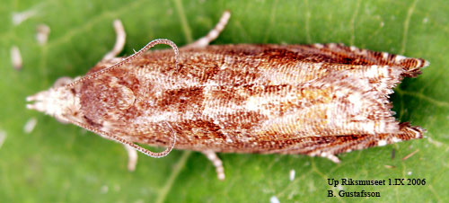 Alknoppvecklare Epinotia tenerana