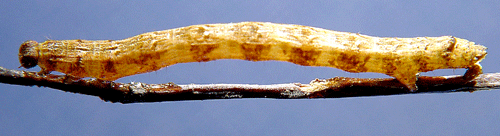 V�rm�tare Epirranthis diversata