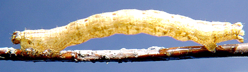 F�rv�xlad f�ltm�tare Epirrhoe alternata