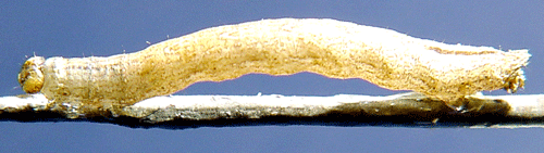 Thunbergs f�ltm�tare Epirrhoe pupillata