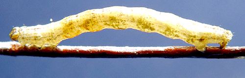 J�mnbandad f�ltm�tare Epirrhoe rivata