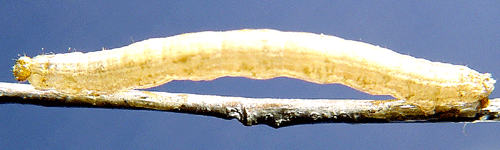 Dyster f�ltm�tare Epirrhoe tristata