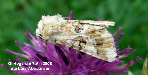 Ockragult �ngsfly Eremobia ochroleuca