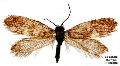 Spetsflckig purpurmal Eriocrania salopiella