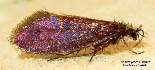 Vårpurpurmal Eriocrania semipurpurella