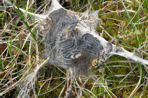 Dvärgbjörksspinnare Eriogaster arbusculae