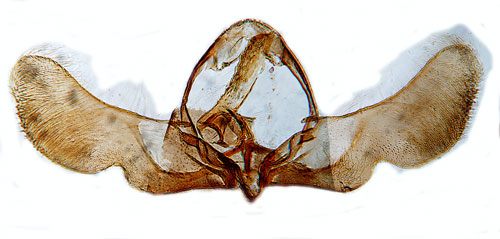 röllikarullvecklare Eriopsela quadrana
