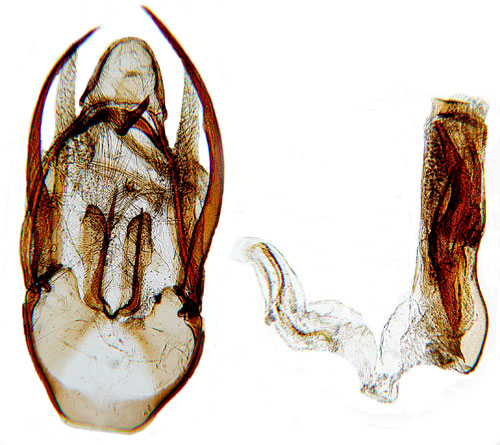 Tropik�rtmott Etiella zinckenella