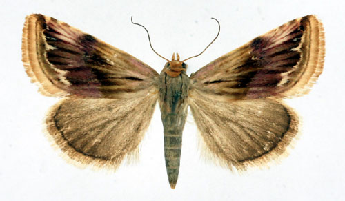 Brunt adonisfly Eublemma ostrina