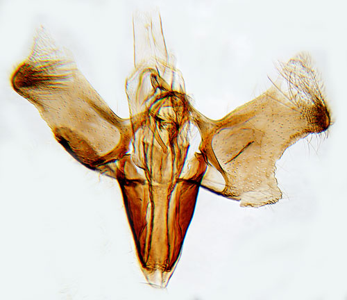 Johannesörtsstyltmal Euspilapteryx auroguttella