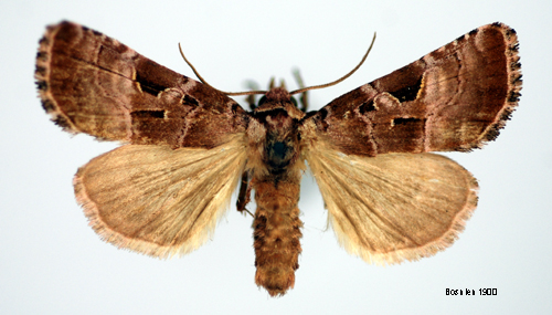 Ametistfly Eucarta amethystina