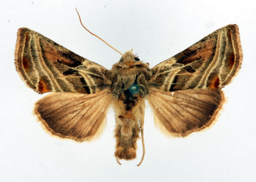 Rostfläckat metallfly Euchalcia modestoides