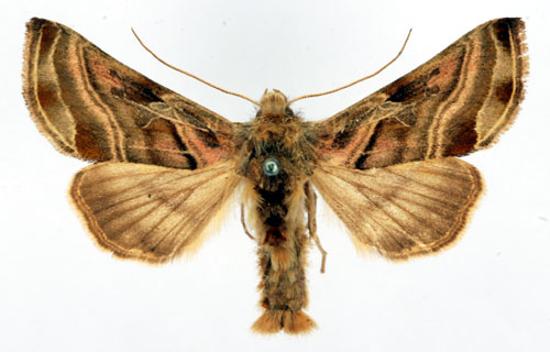 Rosalinjerat metallfly Euchalcia variabilis