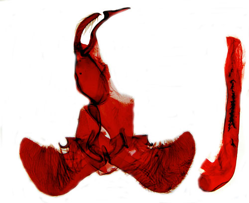 Immigrantgr�smott Euchromius ocellea