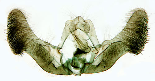 Fettistelfrövecklare Eucosma obumbratana