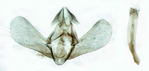 Molnugglemott Eudonia mercurella