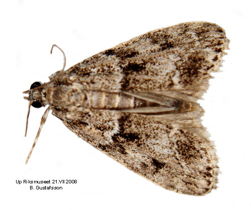 Molnugglemott Eudonia mercurella