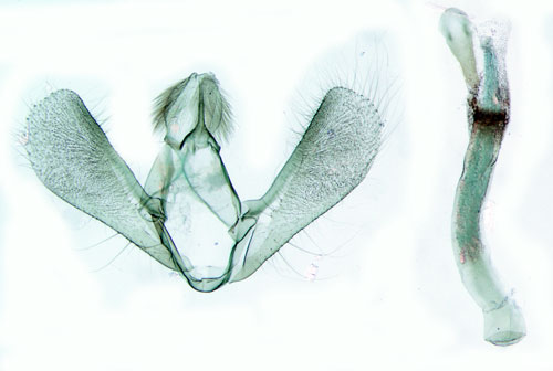 Stamugglemott Eudonia truncicolella