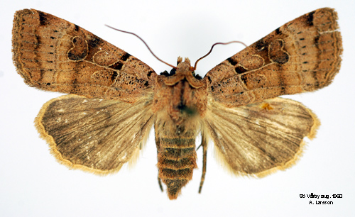 Punktjordfly Eugnorisma depunctum