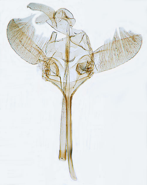 Tennspinnmal Euhyponomeuta stannellus