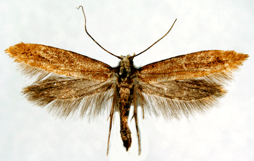 Mindre vinb�rsbrunmal Euhyponomeutoides albithoracellus